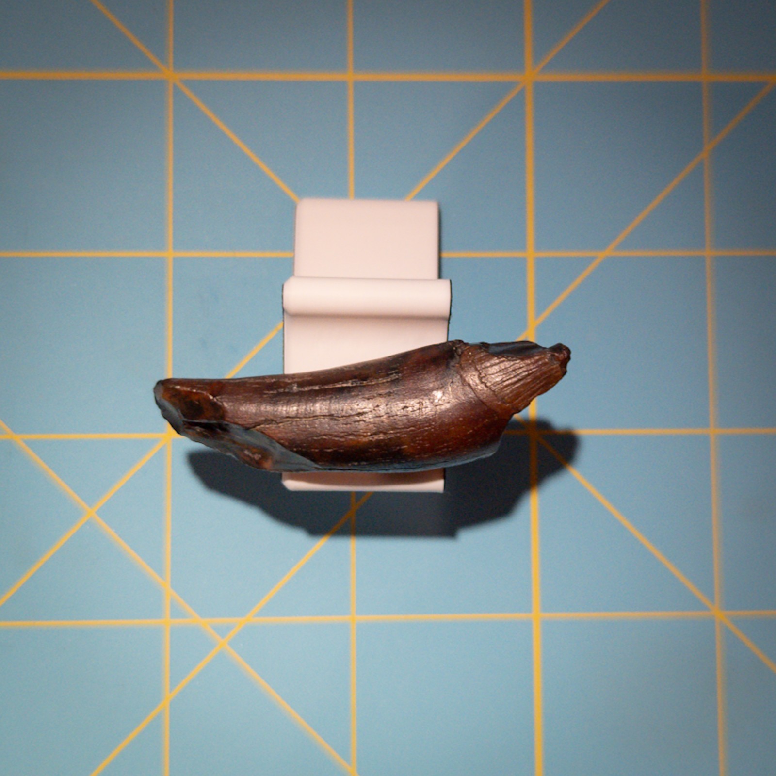 Ankylorhiza Tiedemani Fossil Tooth 2-in Giant Speartoothed Dolphin (Oligocene)