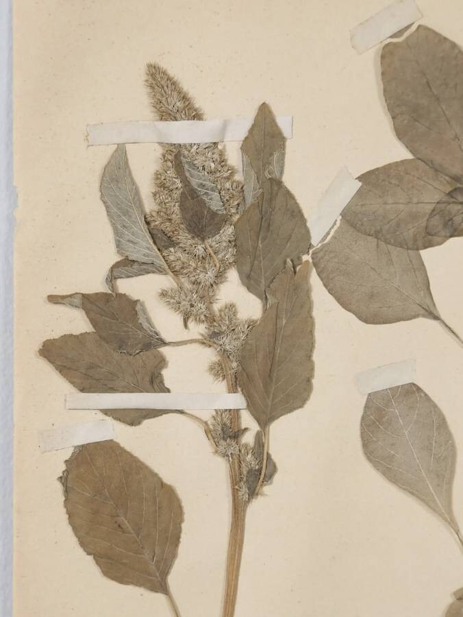 ANTIQUE PRESSED BOTANICALS C. 1893 FROM A FRENCH MONASTERY SCHOOL