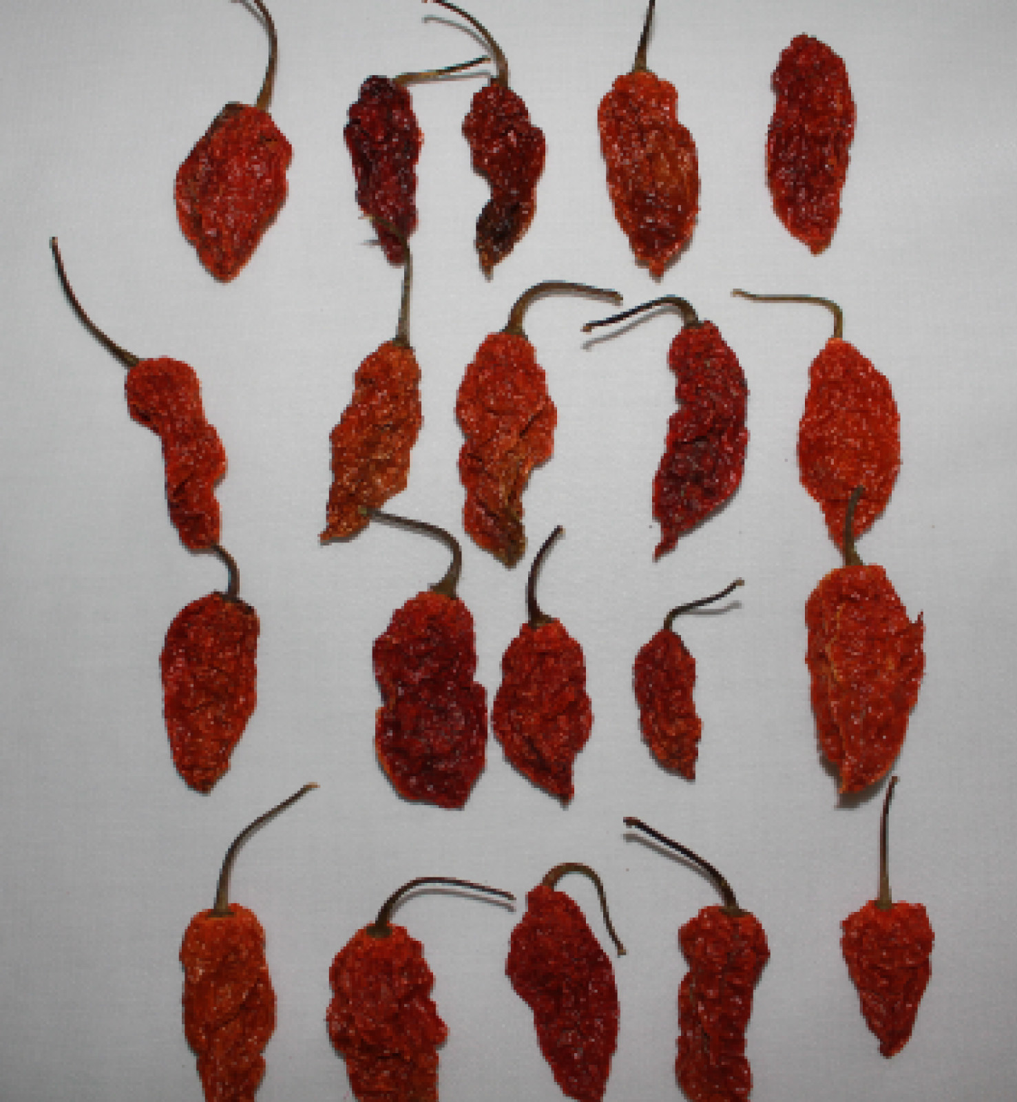 Dried Whole Ghost Peppers Chile Pepper Pods 1 oz Hot 25 Peppers Wicked Tickle