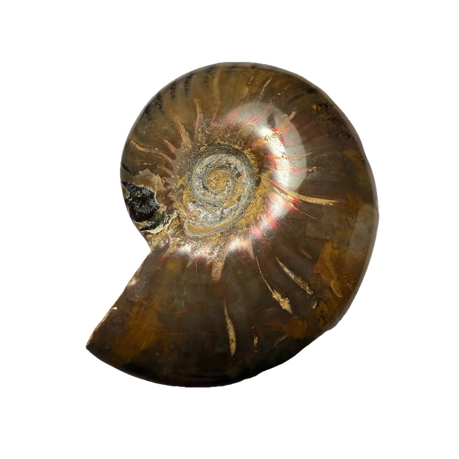 Natural Ammonite Fossil Specimen