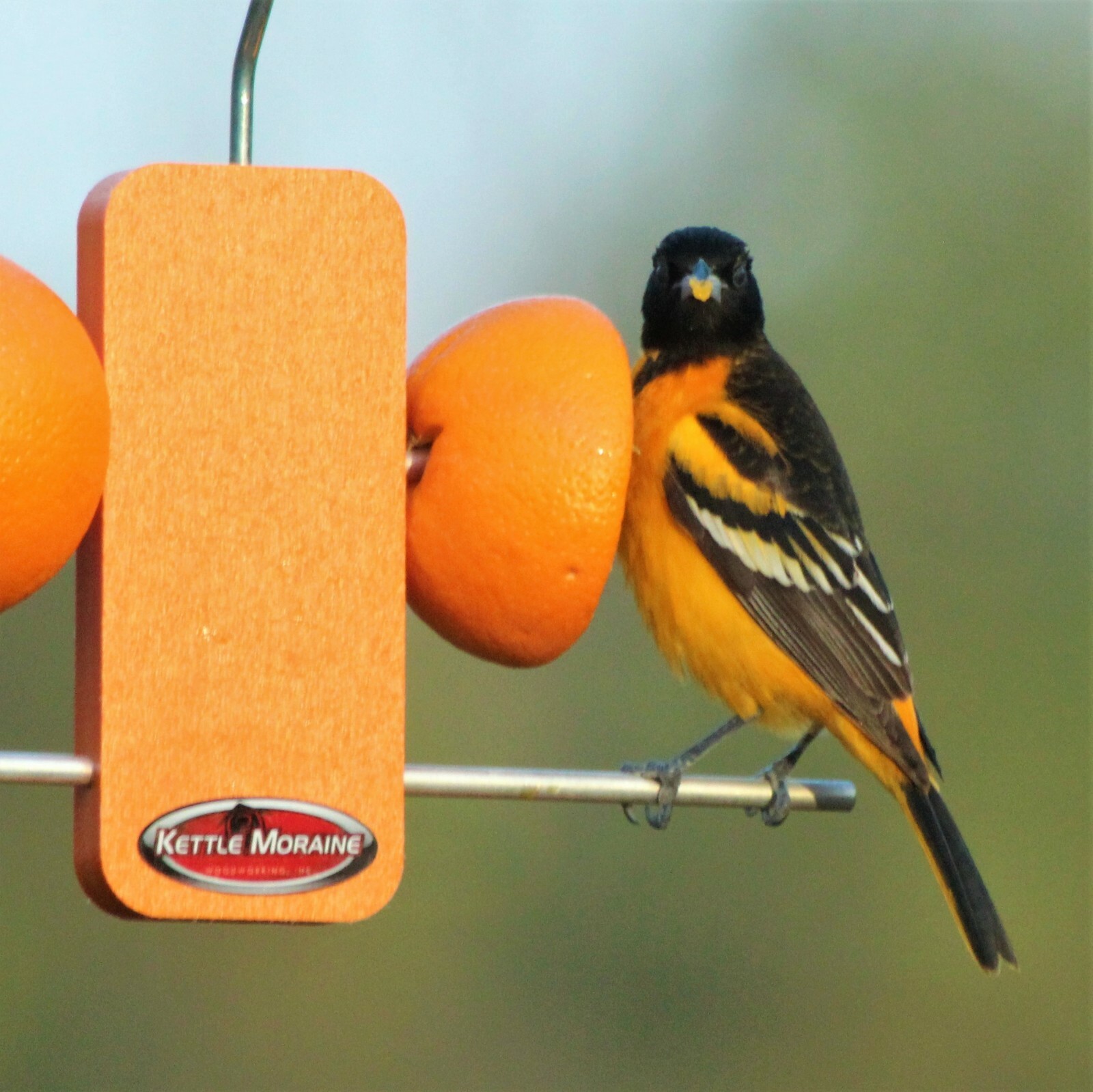 Kettle Moraine Recycled Plastic Single Oriole Orange Fruit Stick Feeder #8337