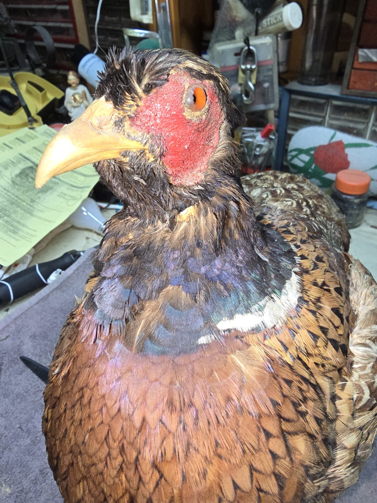 Female Hen Ringneck Pheasant Hen Taxidermy Mounted Plack/ Beautiful 😍 Colors