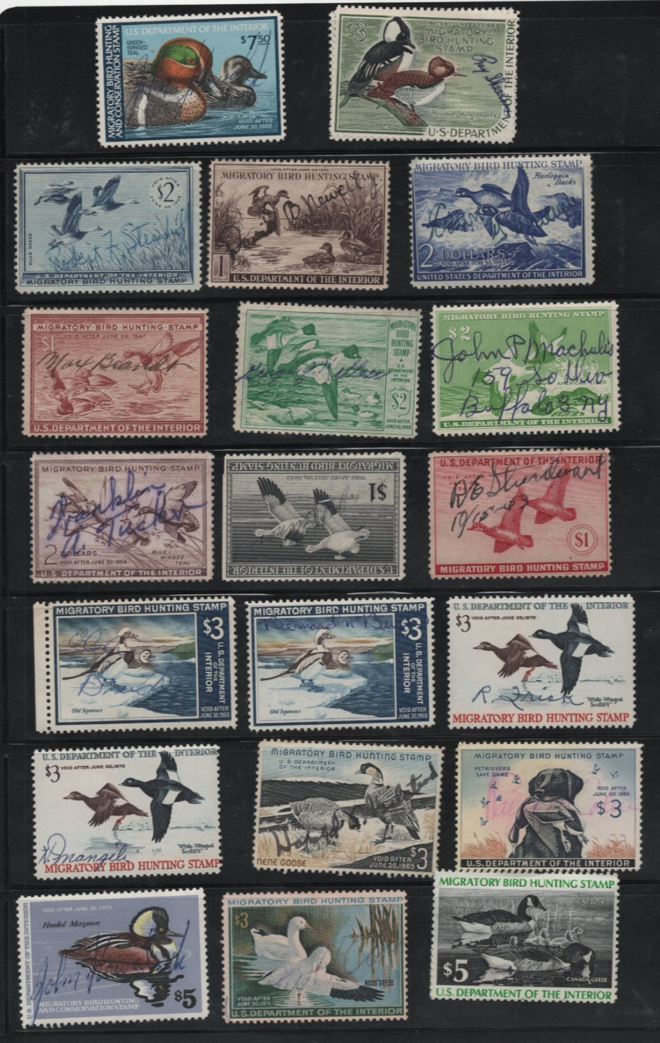 US 1930s-1980s COLLECTION OF 56 FEDERAL DUCK HUNTING STAMPS USED FEW UNSIGNED