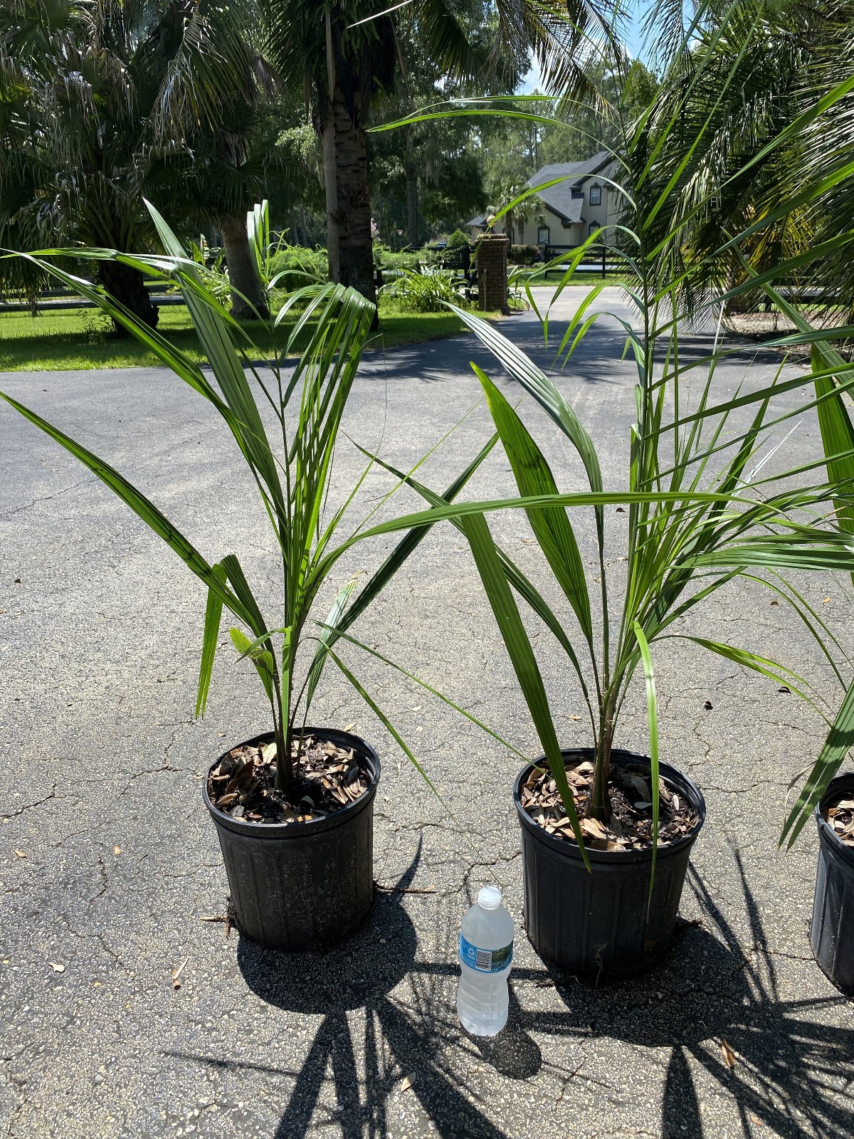 Butiagrus Seeds! F1 Hybrid Mule Palm Seeds. Rarely Ever Offered! Cold Hardy!