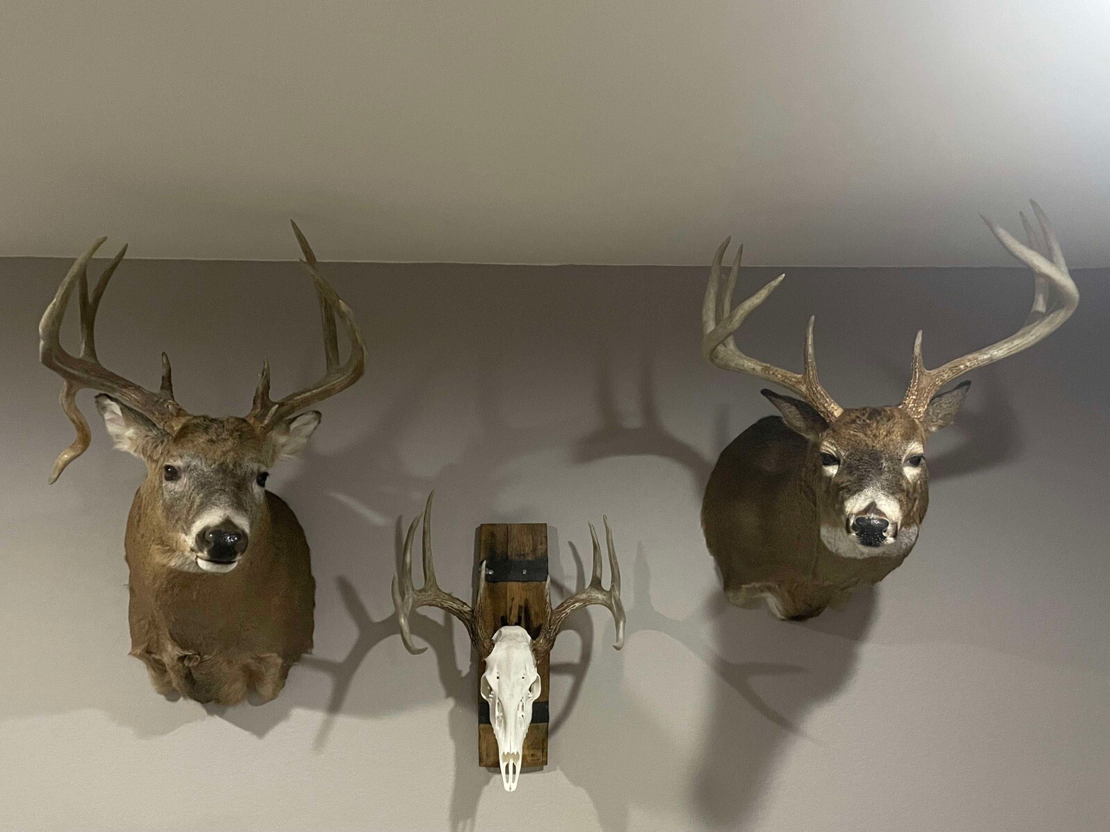 Rustic Barrel European Deer Skull Mounting Plaques