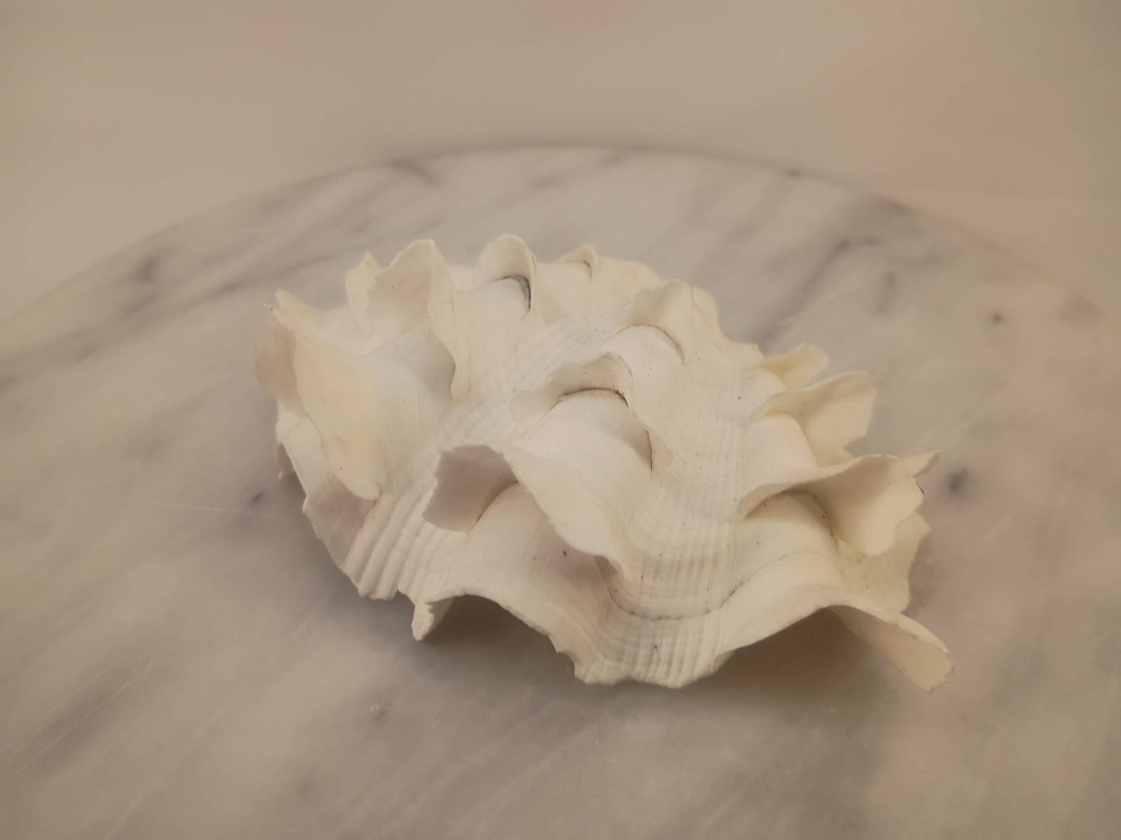 Whole TRIDACNA SQUAMOSA Fluted Clam Shell 5.75" x 4 1/4" White