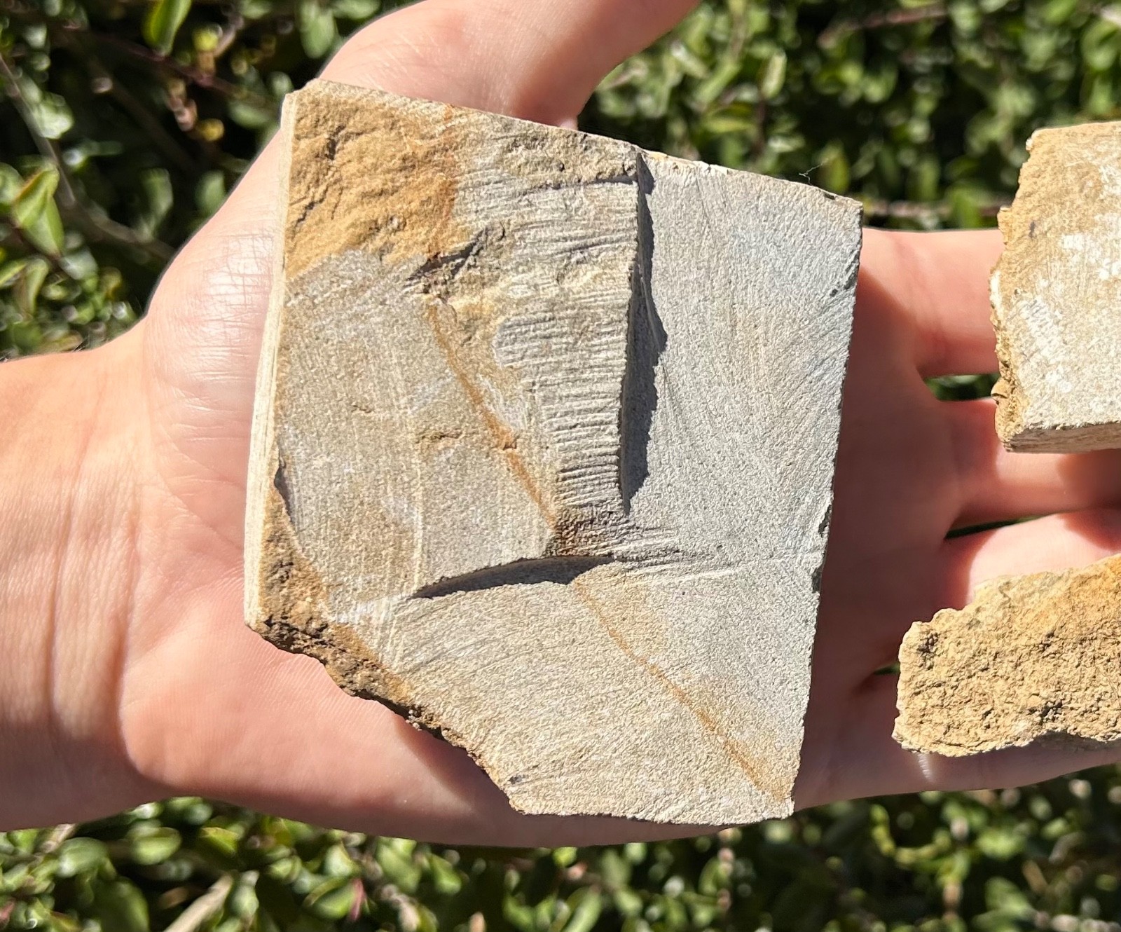 Crinoid Fossils in Matrix LOT OF 3 Alabama Phanocrinus Aphelecrinus Bangor Fm