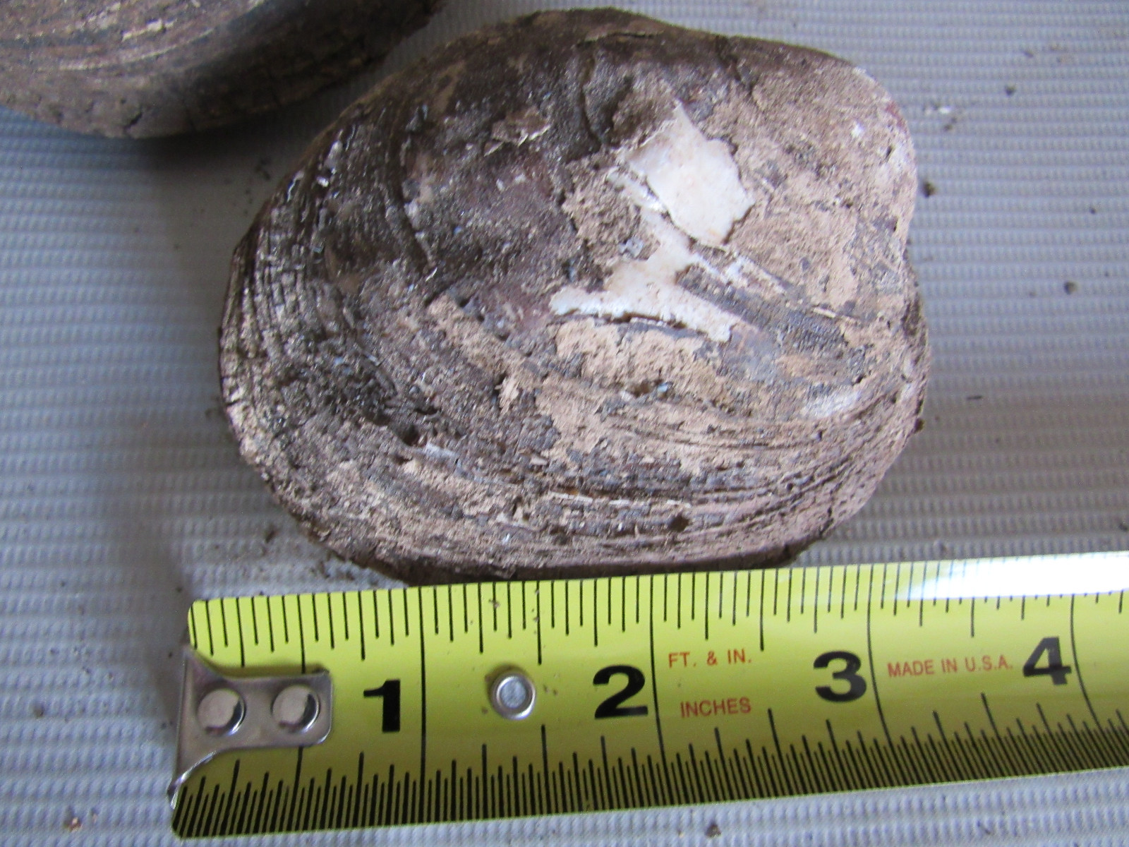 Set of 6 50 Year Old Stock Matched Whole Mother of Pearl Freshwater Mussel Shell