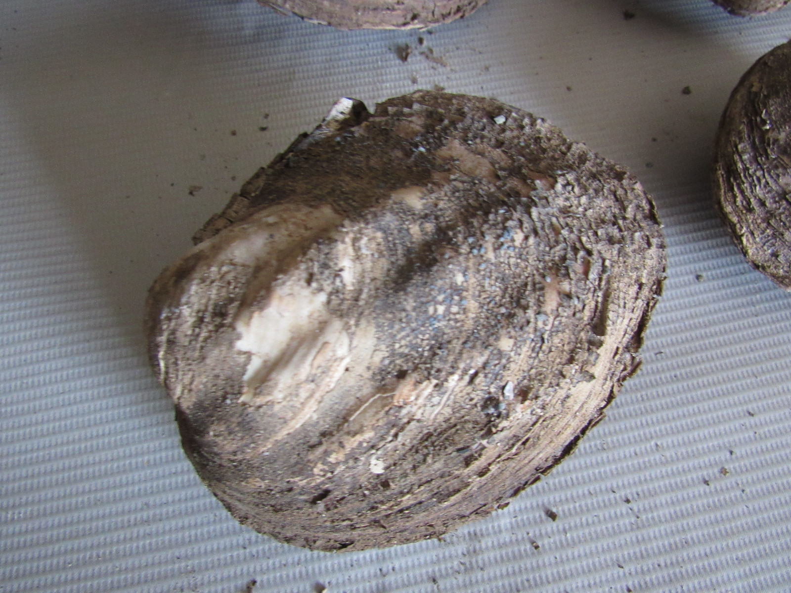 Set of 6 50 Year Old Stock Matched Whole Mother of Pearl Freshwater Mussel Shell