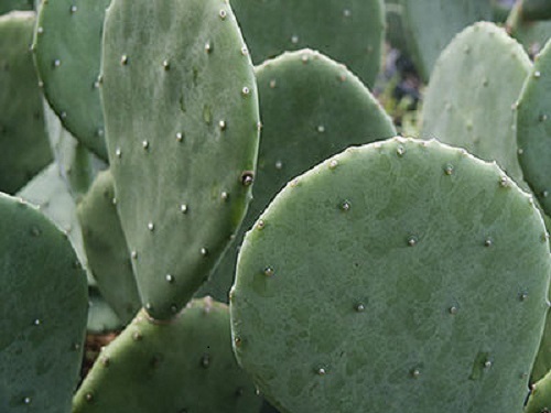 SPINELESS PRICKLY PEAR Cactus Plant - HARDY! NOPALES CACANAPA - 1 or MANY Pads!