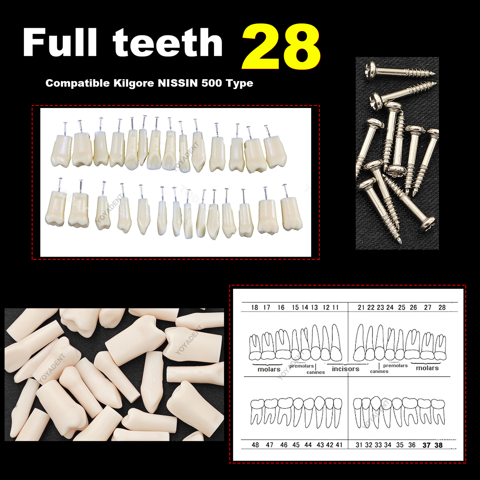 Dental Typodont Replacement Screw-in Teeth Model fit Kilgore NISSIN 200/500 Type