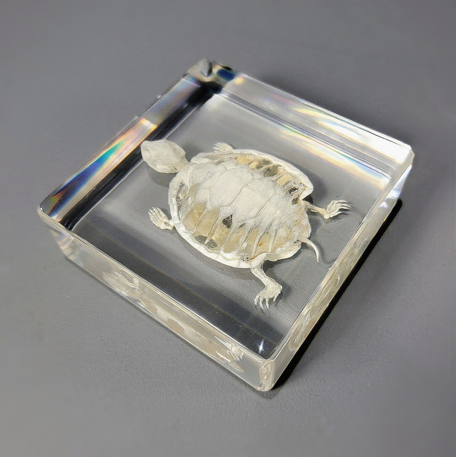 Turtle Skeleton In Resin, Animal Skeletons, Trachemys scripta elegans