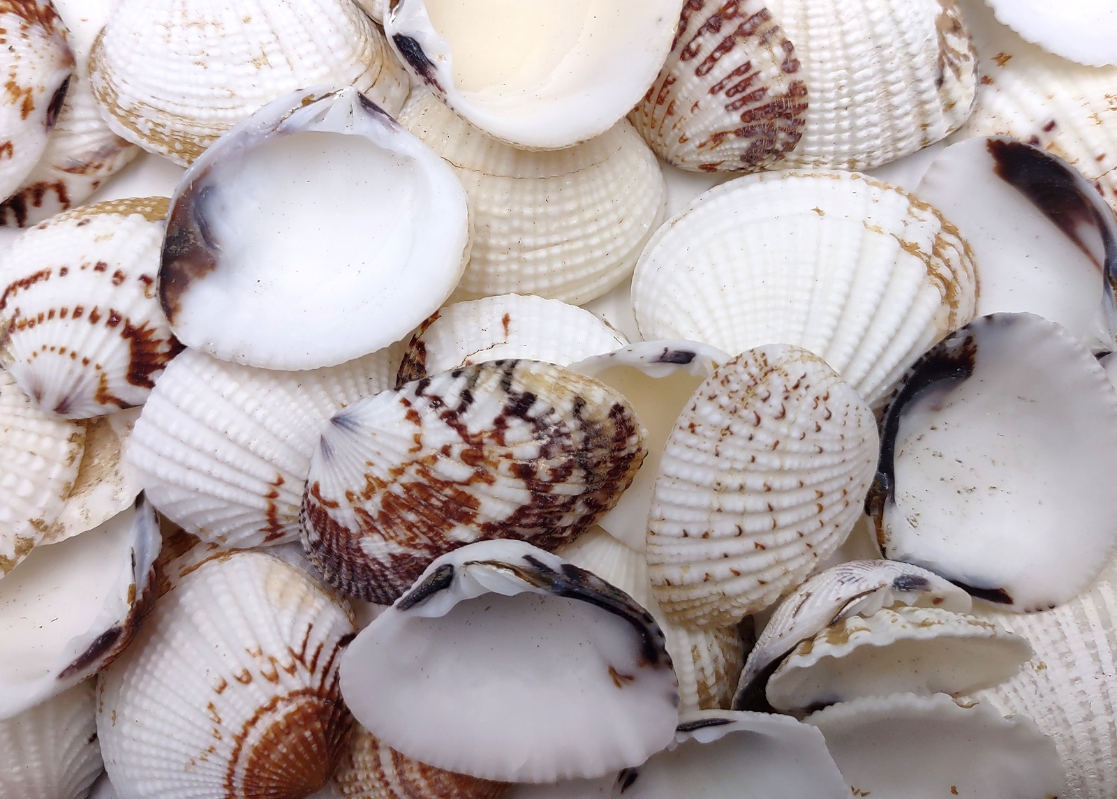 Speckled White Clam Seashells (approx. 1 cup +/-45 shells 0.75+ inches)