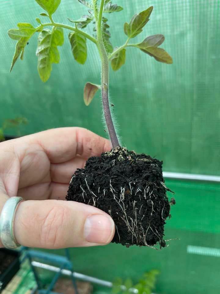 Ladbrooke Genuine Soil Block Maker - Mini 4 Hand Held. Authorized Reseller