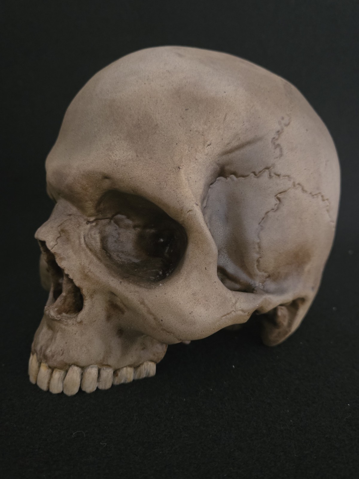 Skull Humanl Life Size Realistic
