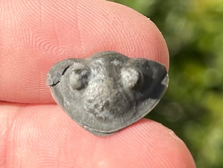 Trilobite Fossil Isotelus maximus Arnheim Formation Enrolled Ordovician Bug