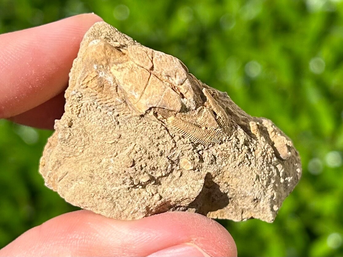 Fossil Blastoid in Matrix Pentremites pyriformis Alabama Bangor Limestone Fm