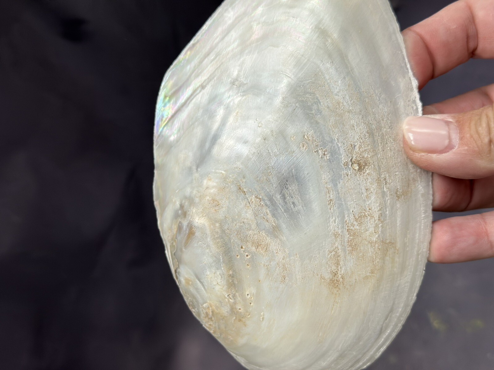 Natural Shells Half Clam Beautiful Set For Decor Seashells Nautical Beach