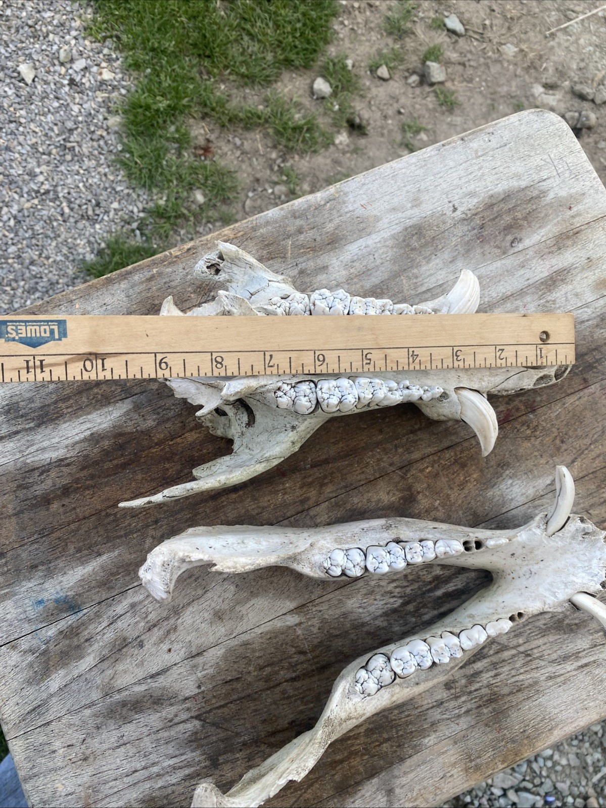 Wild Boar Full Skull Feral Hog Pig Tusk Cabin Decor Taxidermy Teeth