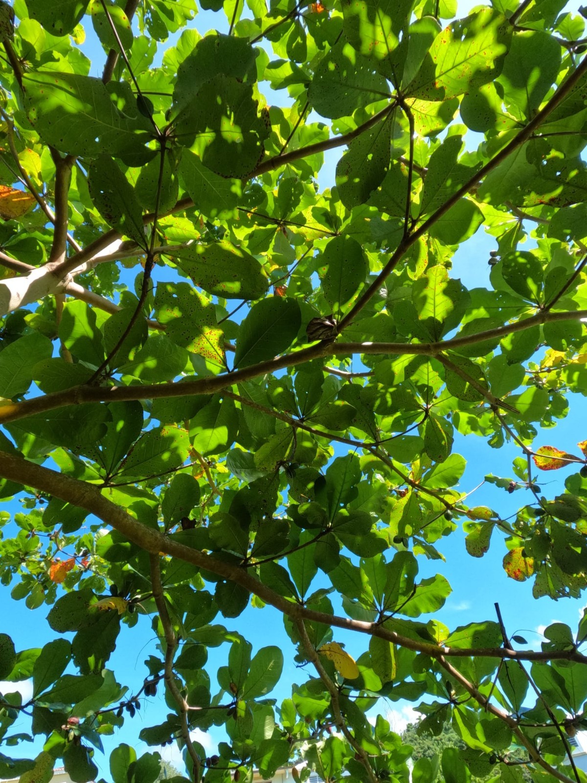 Cattapa Indian Almond Leaves from Caribbean 40 dry leaves