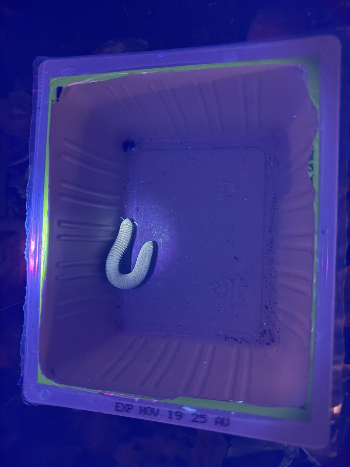 UV REACTIVE Hiltonius Pulchrus Millipede 5 Compost Classroom Pet Millipede Only