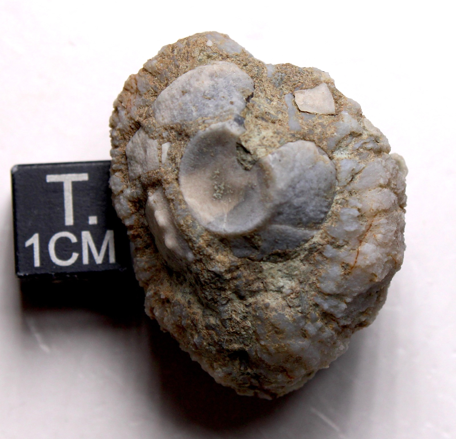 Geodized Platycrinites Crinoid Calyx Mississippian Fossil Kentucky Fort Payne Fm
