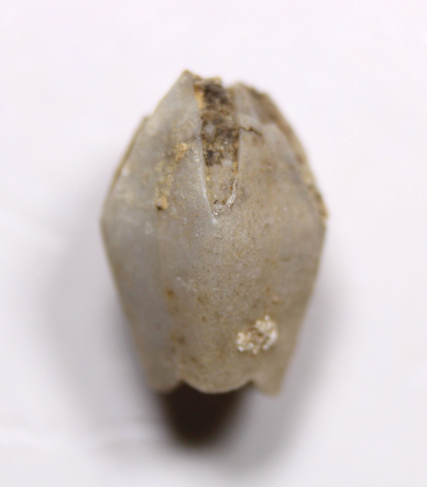 Troosticrinus reinwardti Blastoid Fossil Silurian Tennessee Brownsport Formation