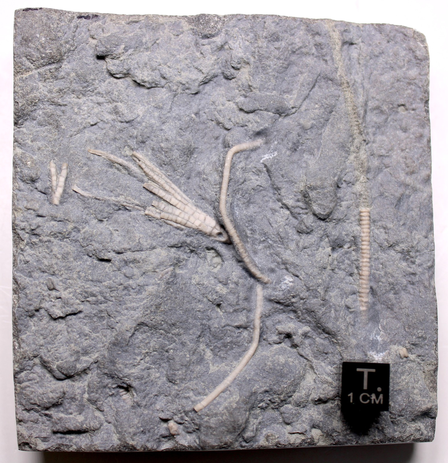 Ectenocrinus simplex Crinoid Fossil Kentucky Ordovician Kope Formation