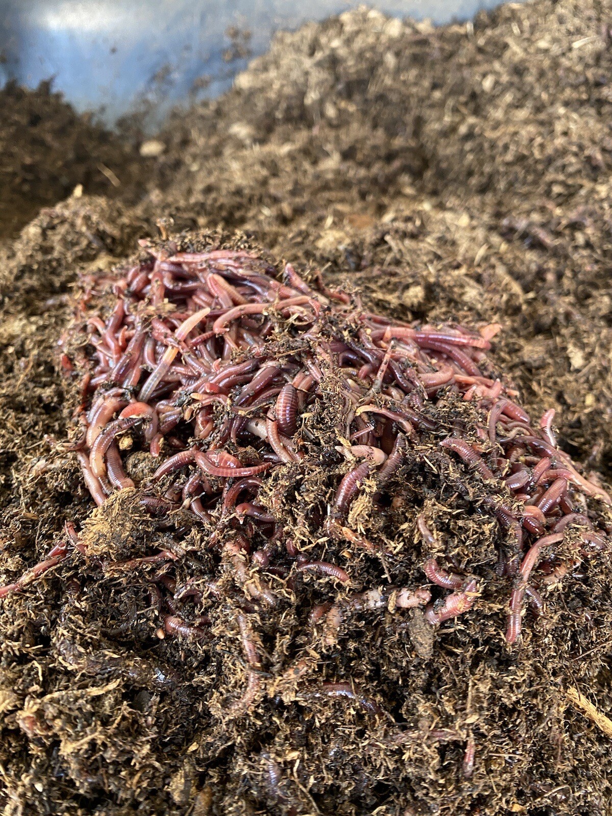 1lb Of Red Composting Worms