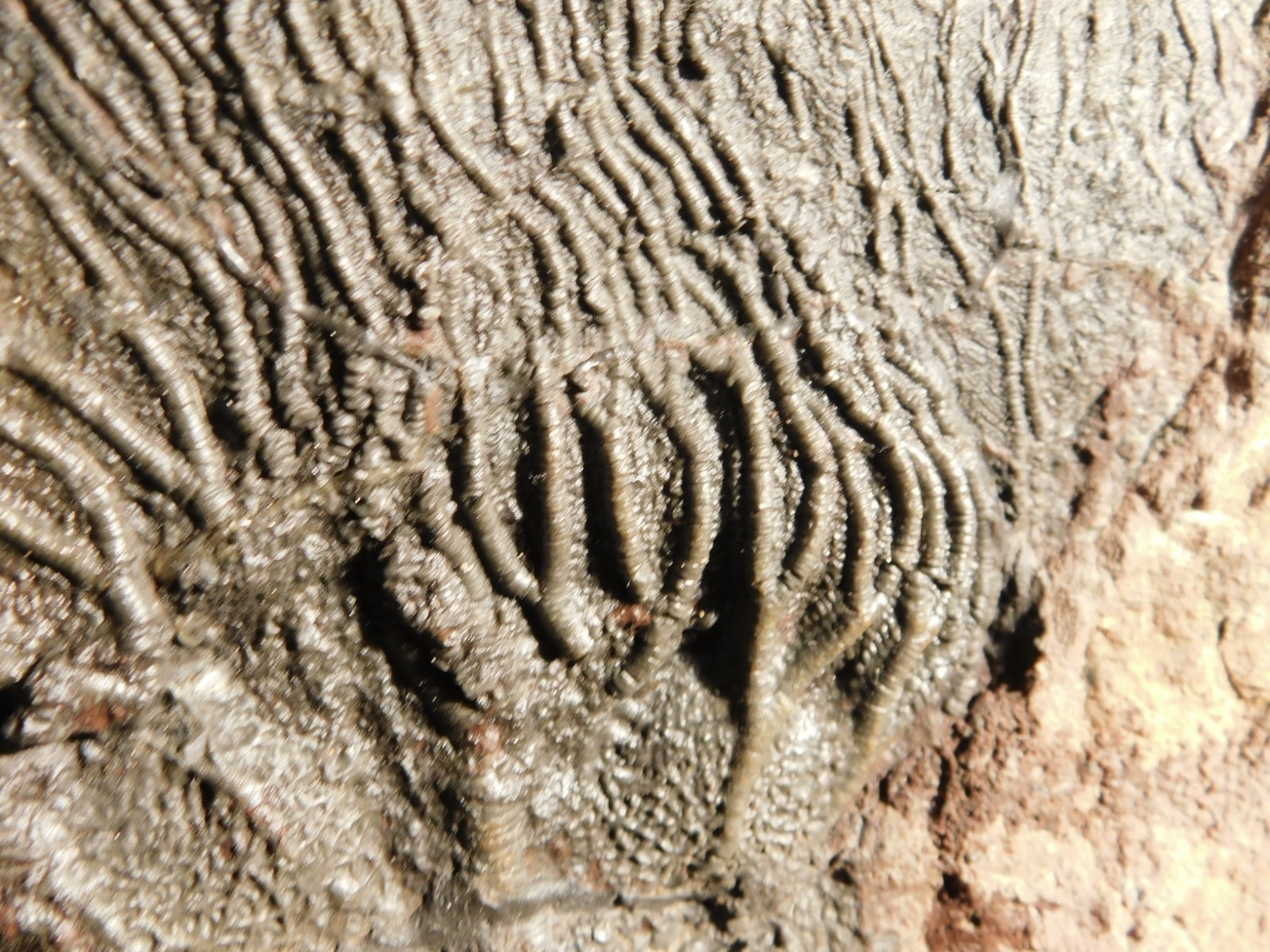 TWO BIG! 430 Million Year Old! CRINOID Fossils or Sea LILY Fossil Morocco 1565gr