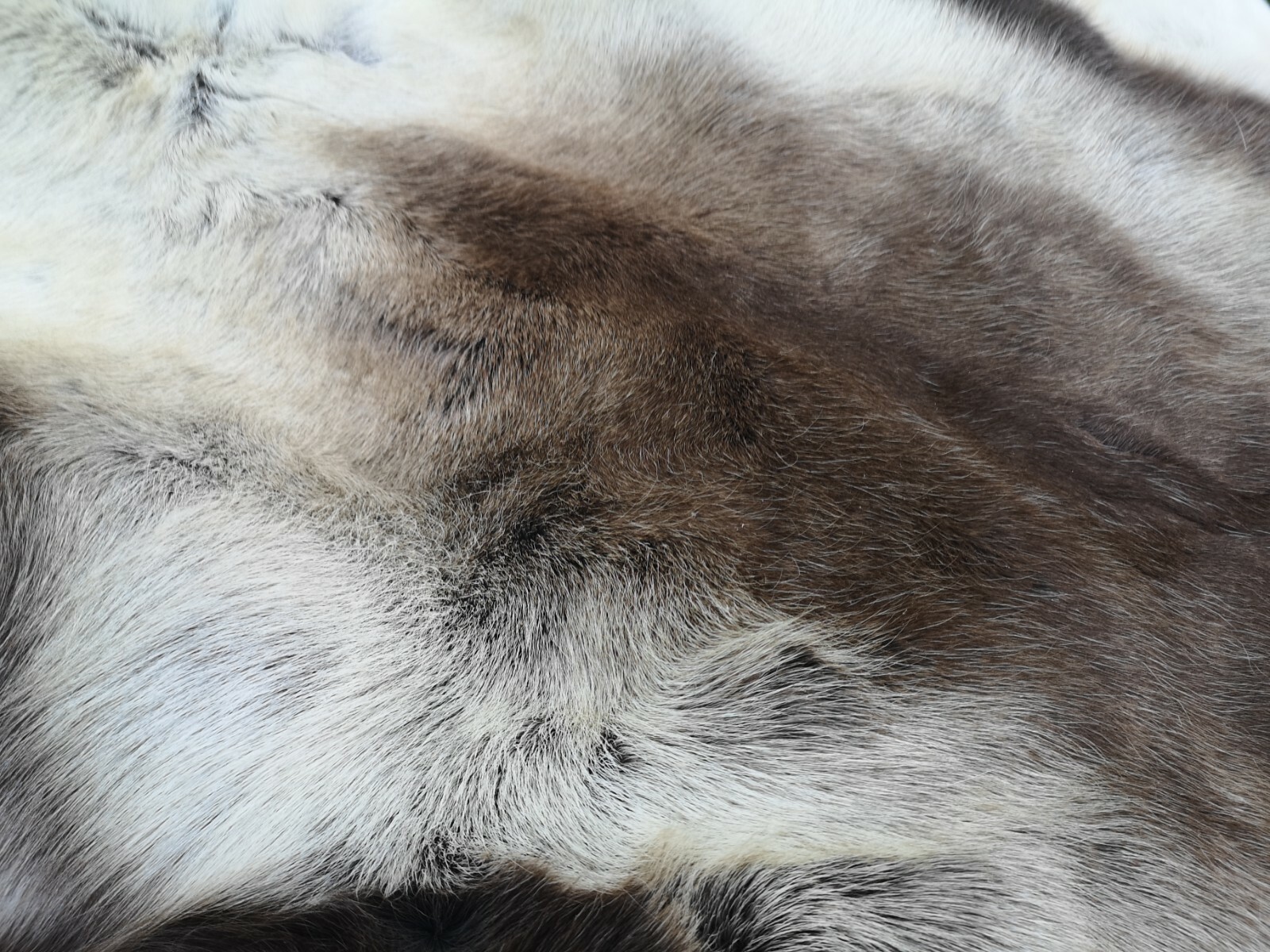 Top Öko XL Rentierfell Rentier Hirsch Fell Orginal Aus Finnland Premium Neu