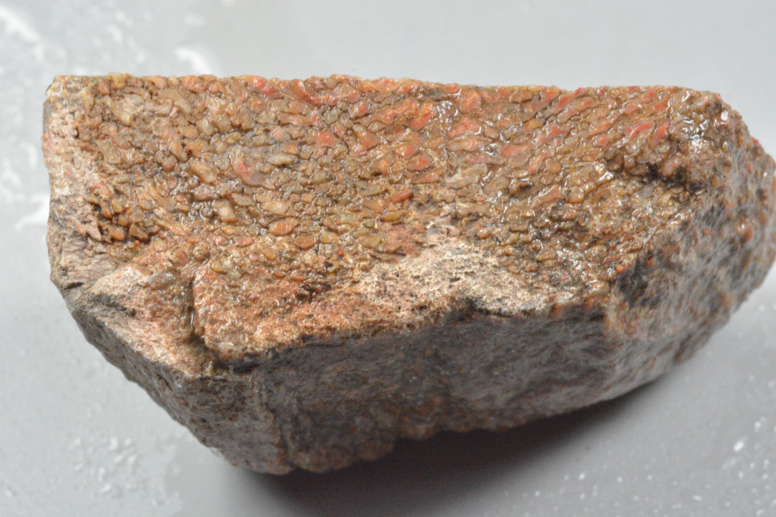 Agatized Dinosaur Bone, Utah, EX Shirley Collection, 275 grams