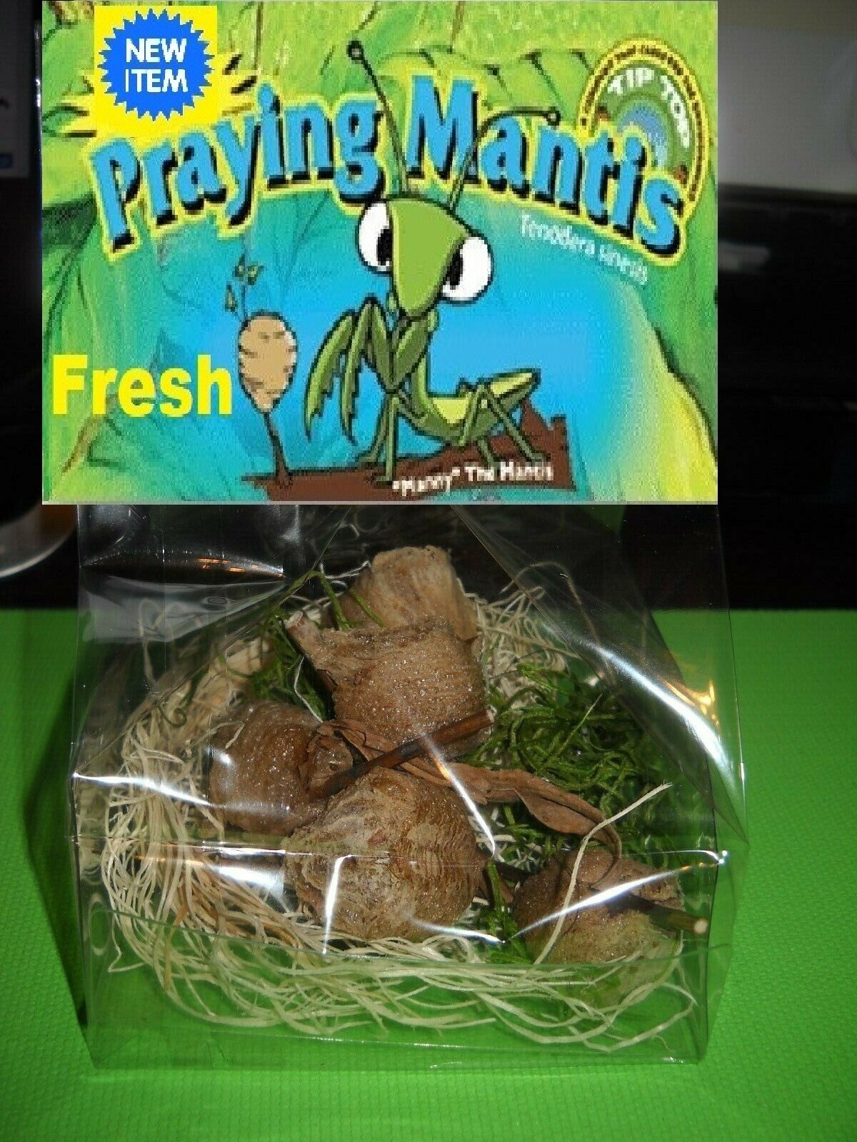 Fresh 5 Praying Mantis Egg Case + FREE Hatching Habitat Bag Picked 2025 Season