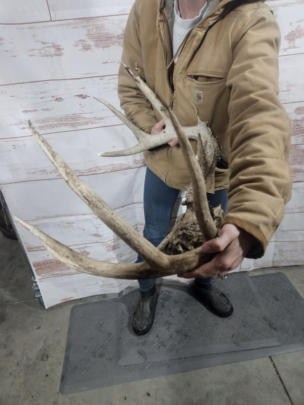 Wild 10 Point Whitetail Deer Antler Rack Horn European Skull Mount Man Cave 155"