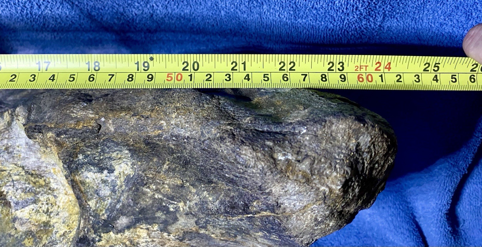 Stegodon Jaw Fossil, Lower Jaw, Indonesia Ice Age