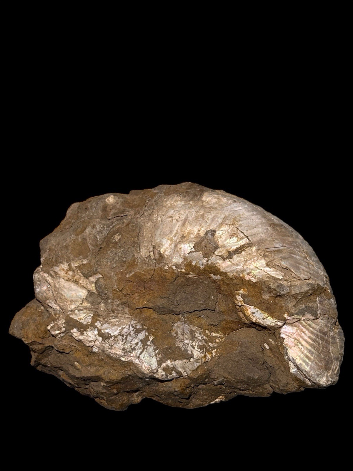 Ammonite Fossil Bundle Lot of 5 Specimens