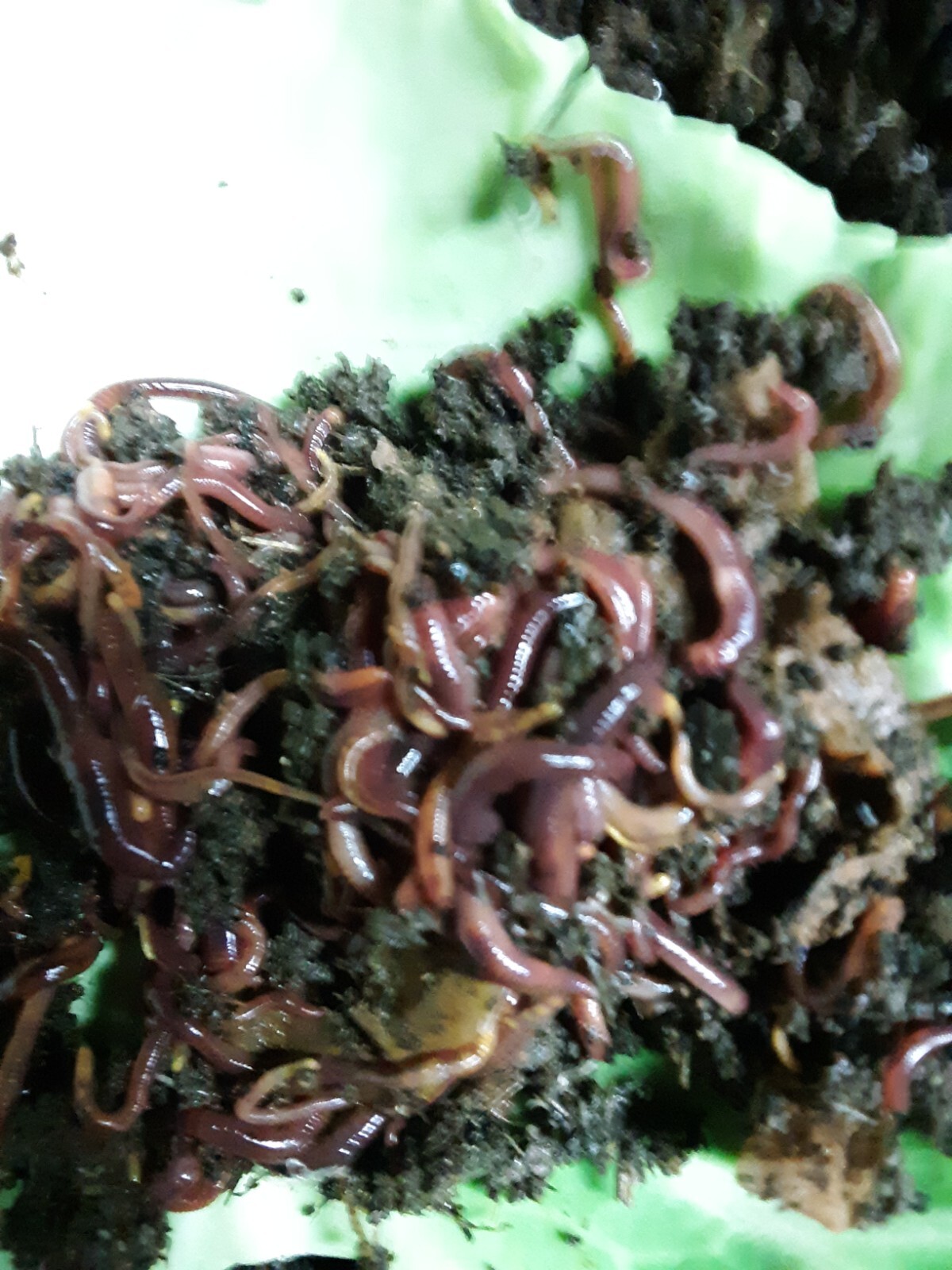 250+ Red Wiggler Worms, Blue worms ,Red worm mix ,all great composters