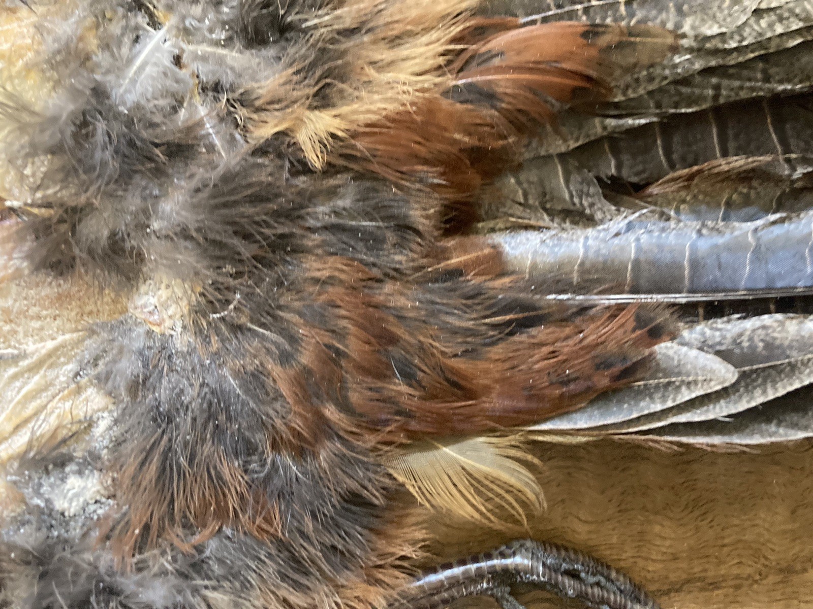 Rooster RINGNECK PHEASANT Full SKIN 2 Wings Tail Feathers Wall Art Man Cave