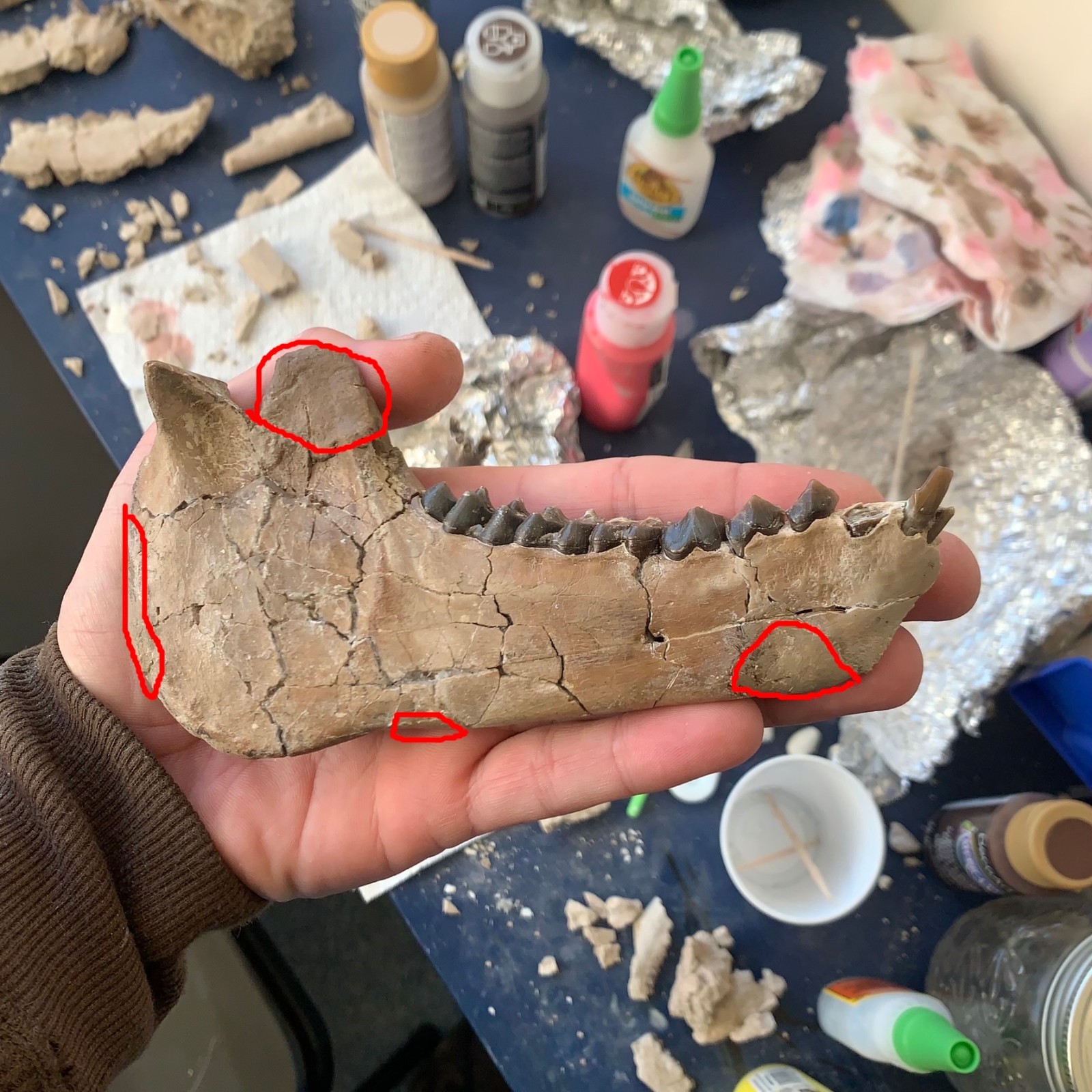 Fossil Merycoidodon Oreodont Teeth In Jaw, White River Badlands,