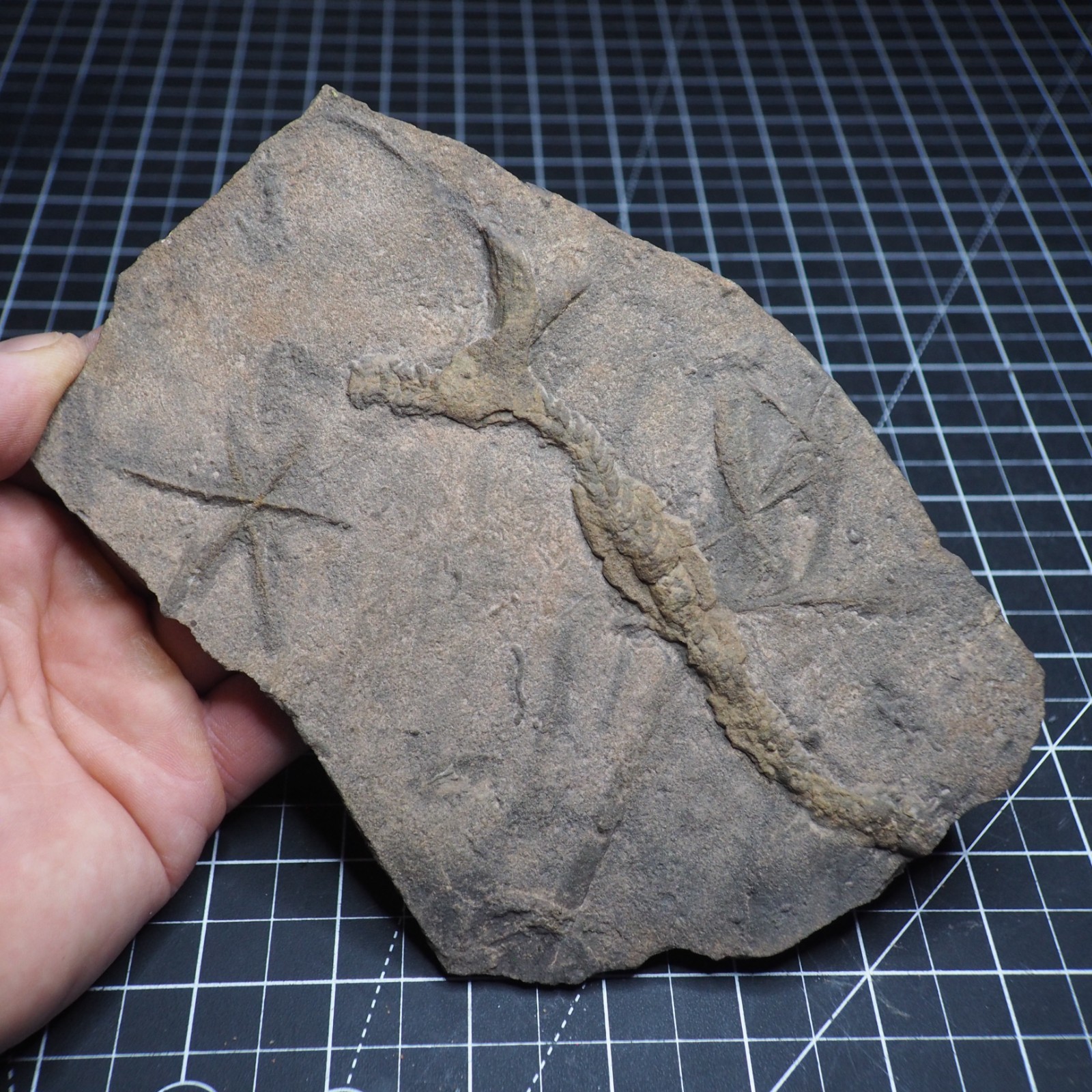 Trilobite Trace Fossil Cruziana Feeding Track Ordovician Morocco Star Trace