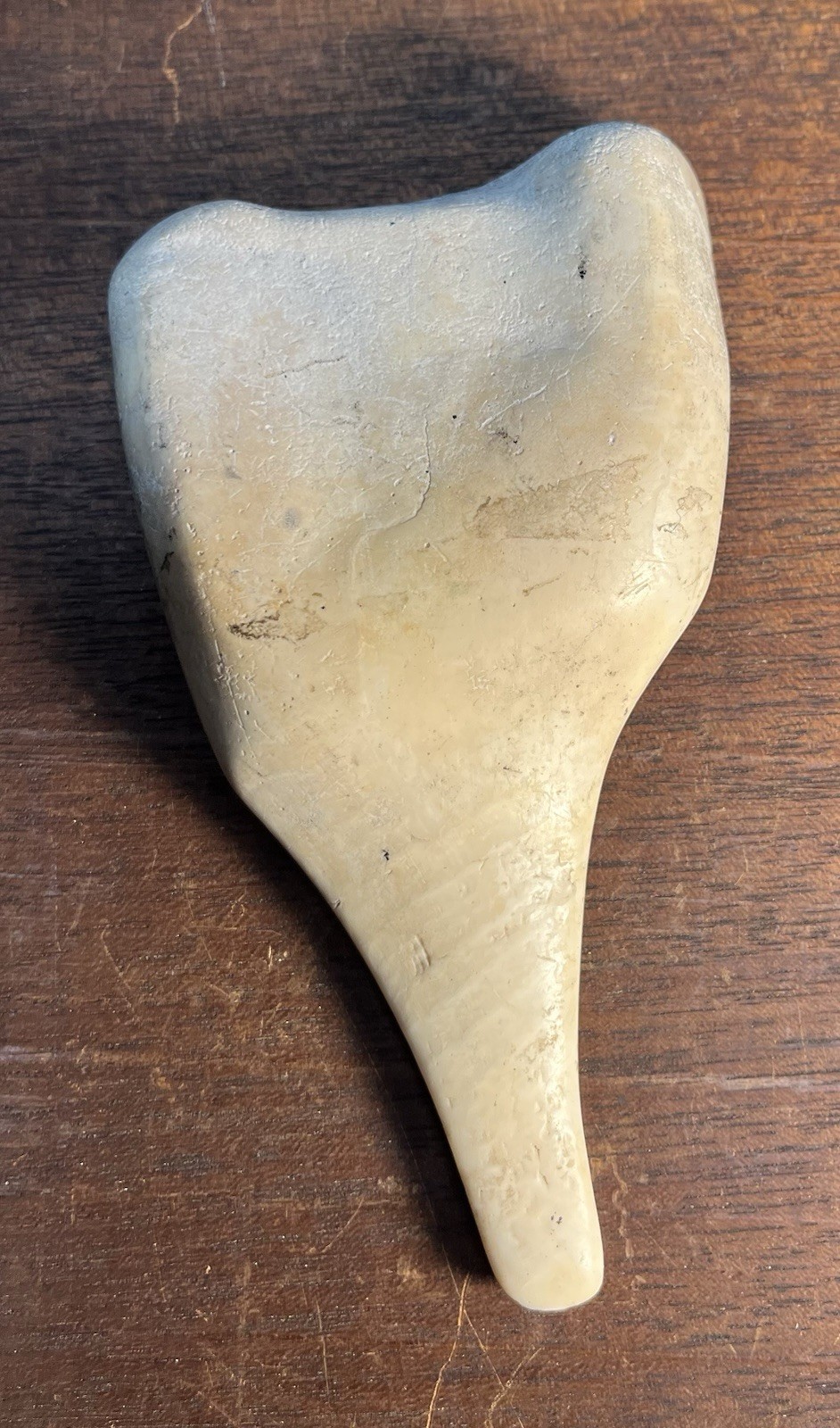 Mayan PreColumbian Authentic Conch Shell Ladle Rare Artifact Found In Belize