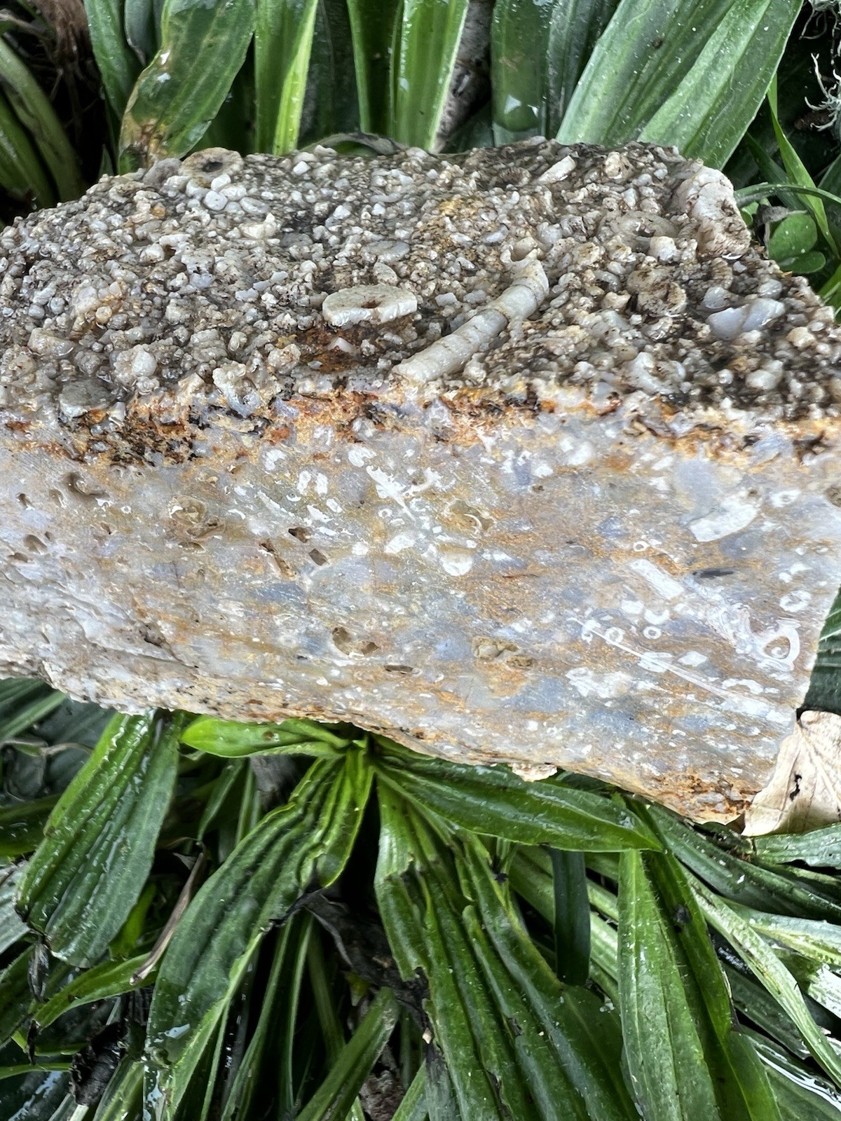 Crinoid Fossils Box FULL Fort Payne Formation TN Mississipian Period