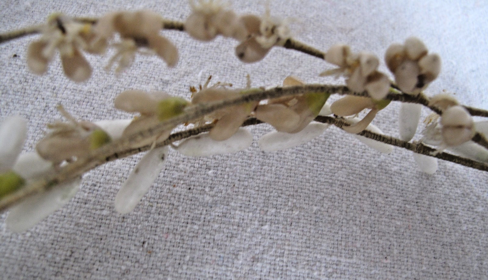 Antique Wedding Headdress for a Veil Victorian 1880's Wax Flowers