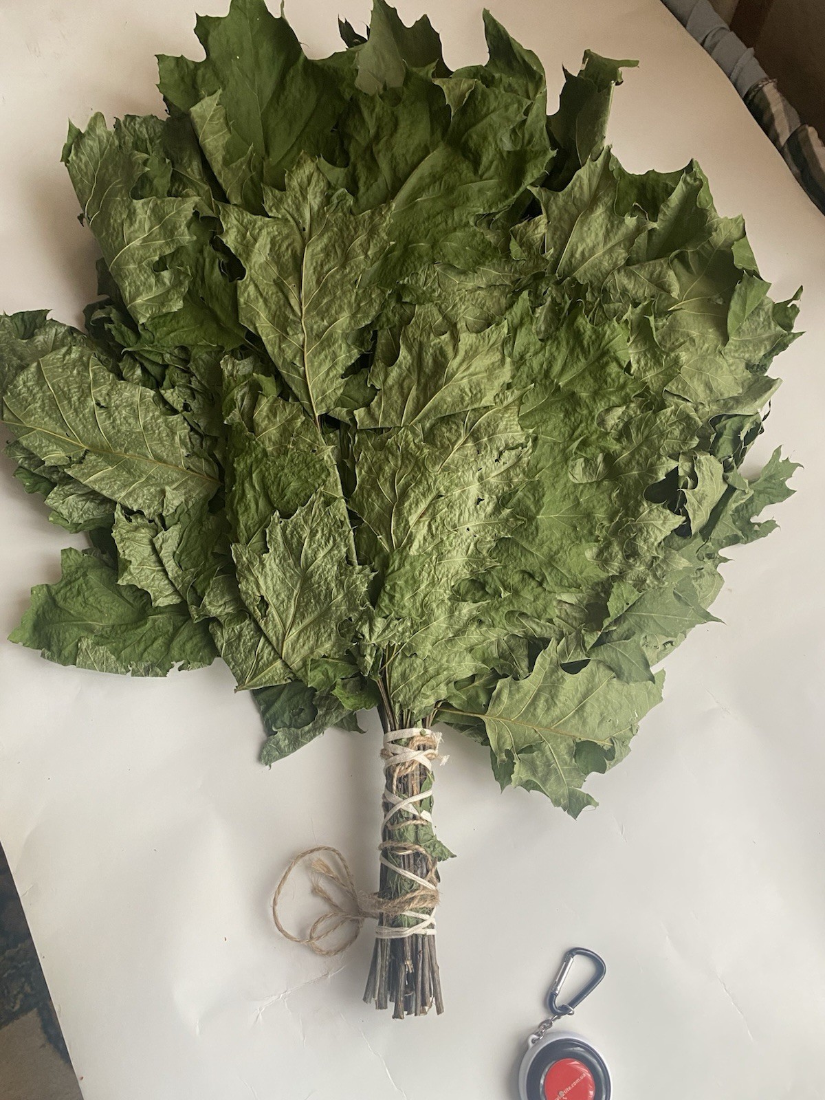 12 Oak brooms sauna banya venik Eiche whisks eco 2025 Ukrainian