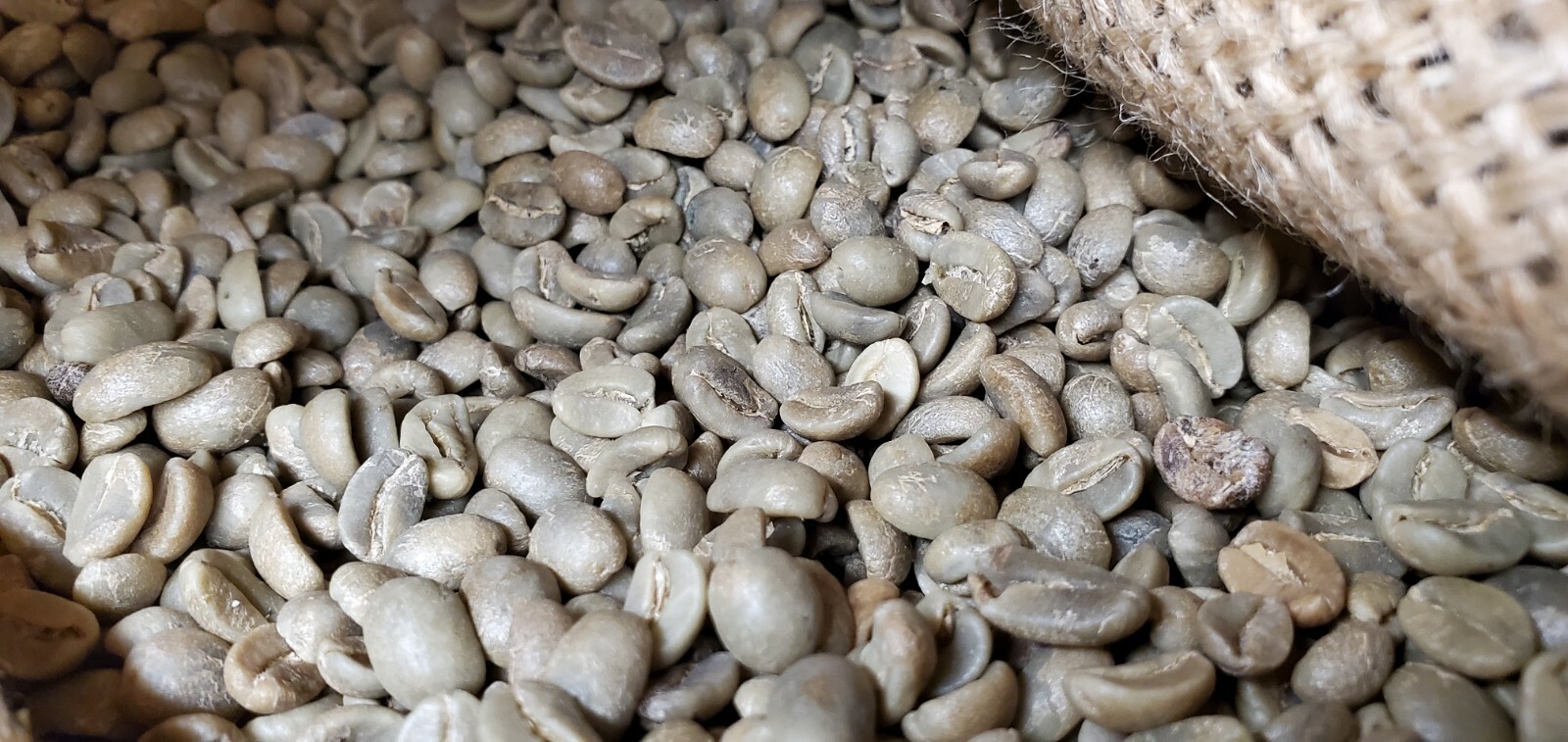 5 LBS HIGH ALTITUDE PERUVIAN PERU UNROASTED GREEN COFFEE BEANS - ORGANIC ARABICA