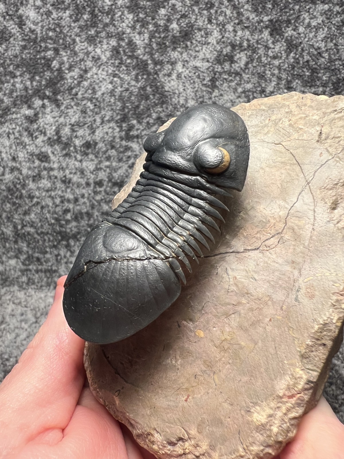 Paralejurus Trilobite Fossil – Flying Preparation with Rare Yellow Eyes