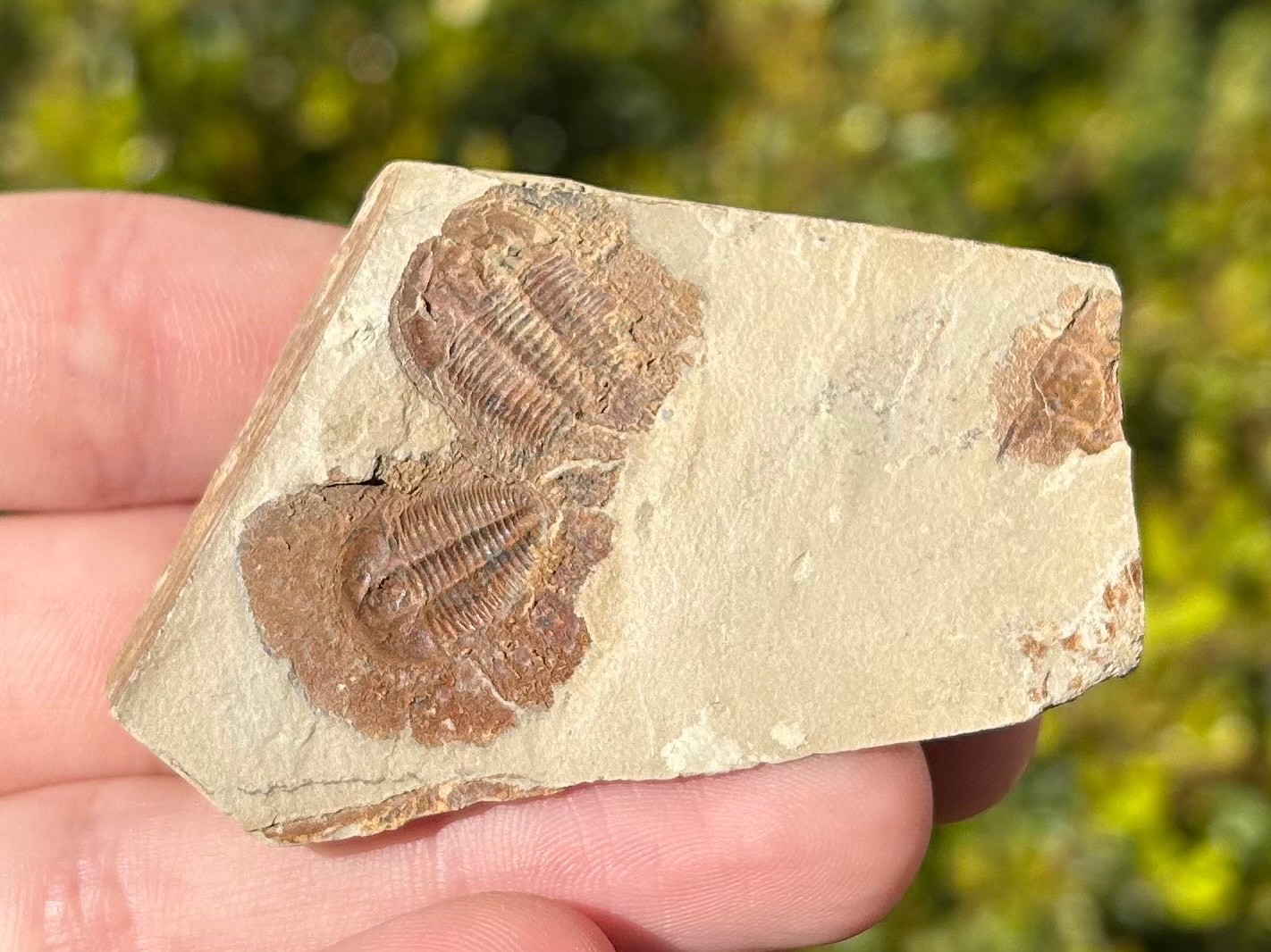 Georgia Fossil Trilobites Aphelaspis brachyphasis Conasauga Formation Cambrian