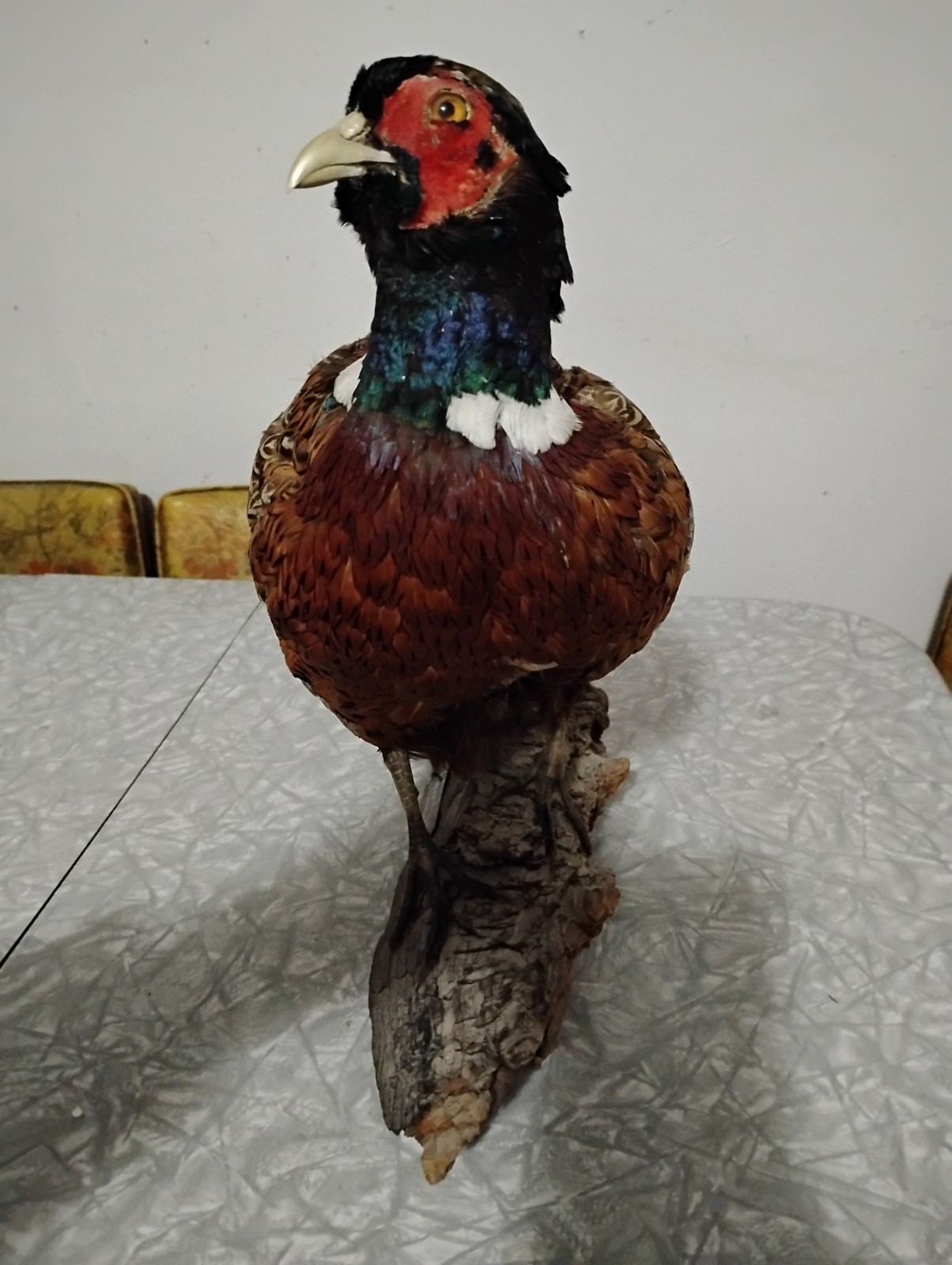 Vintage Pheasant Taxidermy - Table / Shelf Display Mount - Read Description