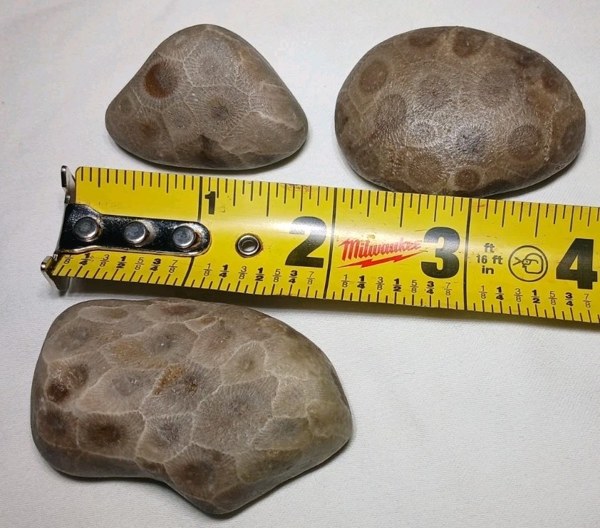 High Pattern Petoskey Stone Lot Natural Great Lakes Michigan Unpolished Fossils