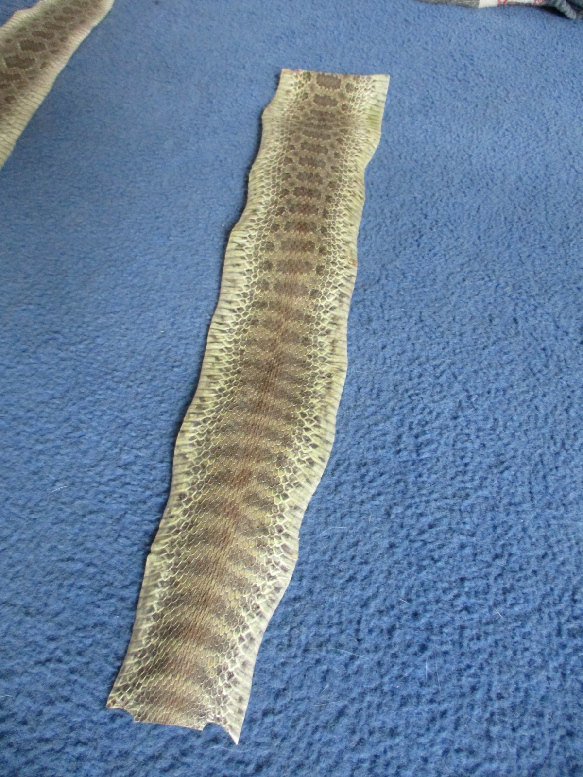1 rattlesnake skin piece Snake skin scraps pen blanks small wrap education W7